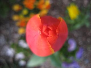 IMG_4307.JPG