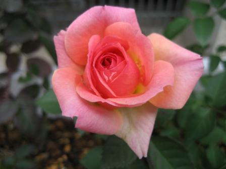 IMG_2591.JPG