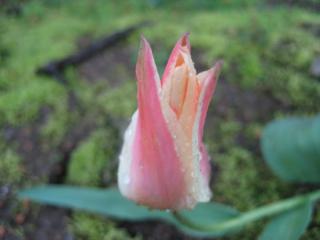 IMG_4352.JPG