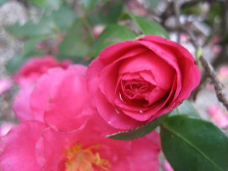 IMG_2852.JPG