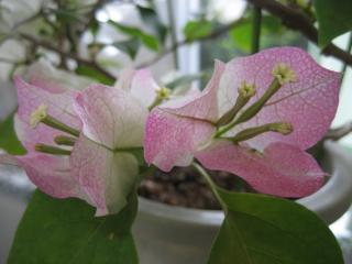 IMG_4083.JPG
