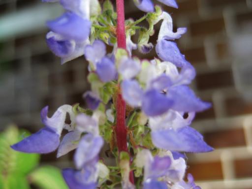 コリウスの花