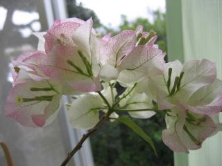 IMG_4084.JPG
