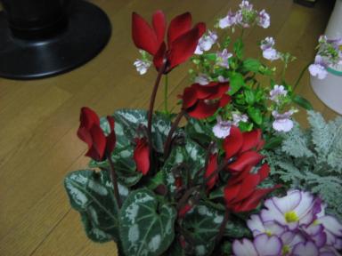 IMG_2668.JPG
