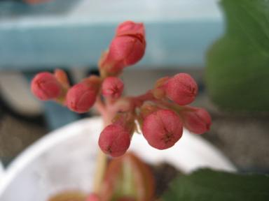 IMG_2784.JPG