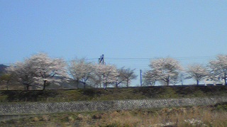 桜のトンネル