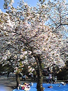 嵐山の桜