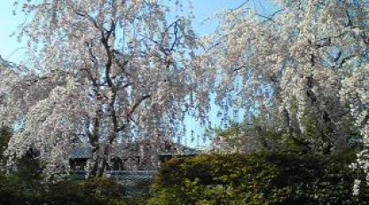 嵐山の枝垂桜