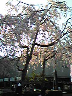 嵐山の枝垂桜2