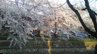 京都市内の桜1