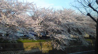 京都市内の桜2