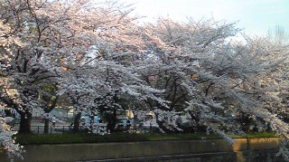 京都市内の桜3