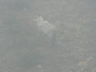 野生動物の撮影は難しい