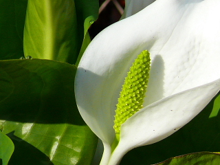 水芭蕉3.JPG