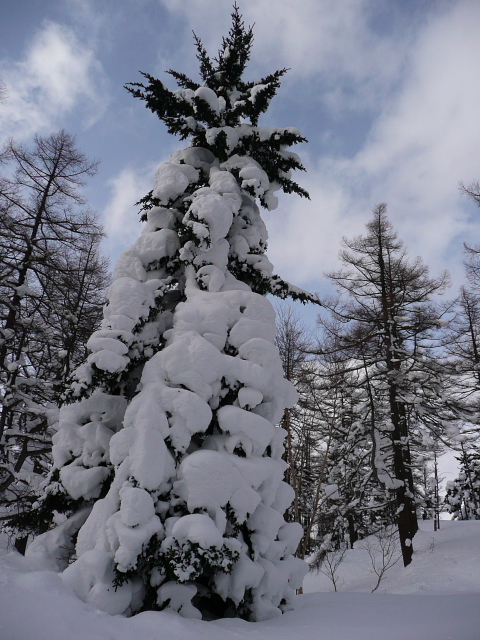 雪に埋まった木々達3.jpg