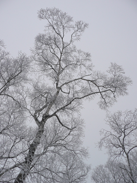 霧氷の森1.jpg