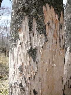 赤城や足尾連山の山を歩くと鹿の食害が目立ちます