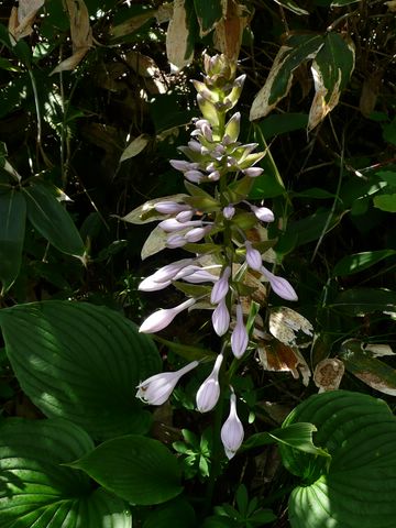 オオバギボウシ花