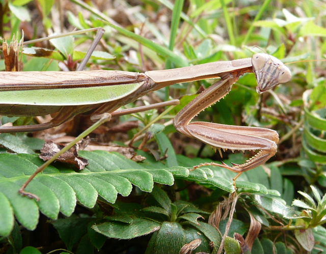 オオカマキリ2.jpg