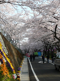 赤城千本桜2.