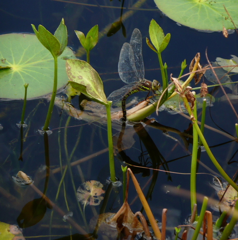 ルリボシヤンマ産卵2.jpg