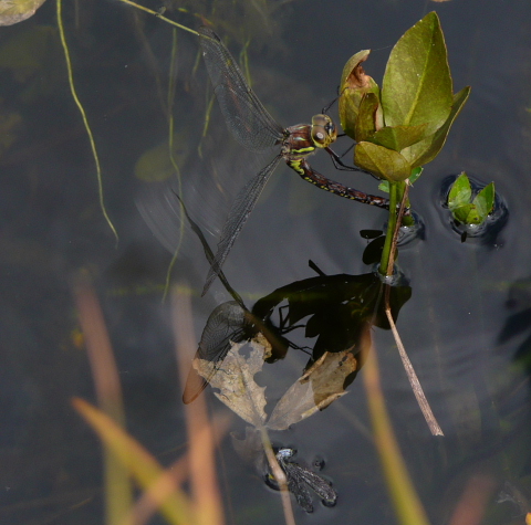 ルリボシヤンマ産卵3.jpg
