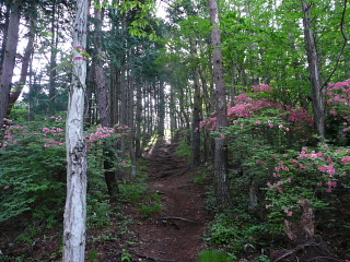 鳴神山山躑躅のトレールコース