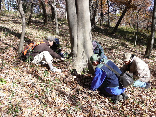 オオムラサキ越冬幼虫調査2.jpg