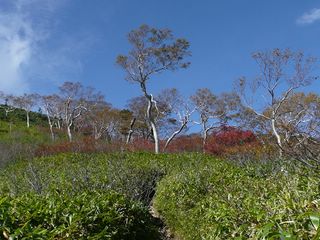 森林限界付近の紅葉