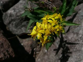 ミヤマアキノキリンソウ２