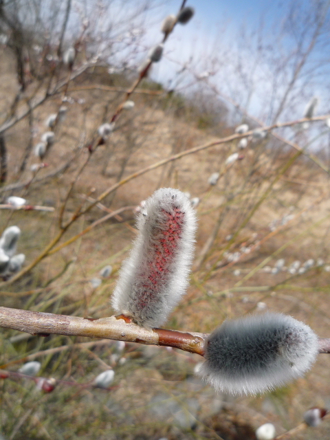 ネコヤナギ開花2.jpg