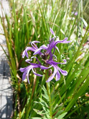 サワギキョウ花