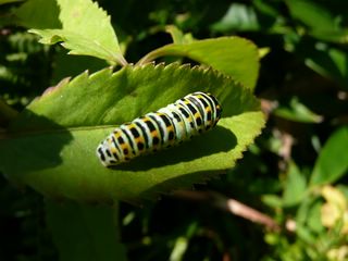 キアゲハ幼虫小