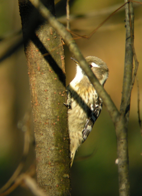 野鳥2.jpg