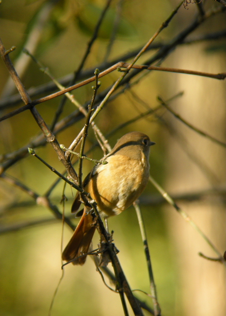 野鳥3.jpg