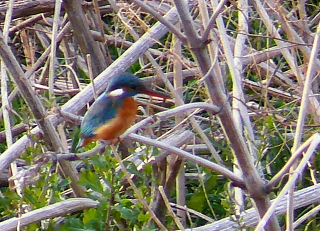 カワセミ♀