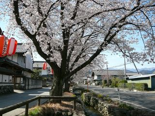 甘楽町小幡／桜並木