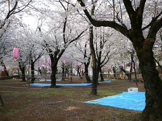 華蔵寺公園　満開です。