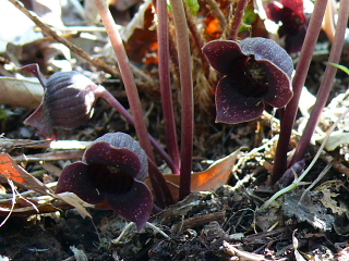 ウスバサイシン花