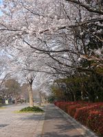 華蔵寺公園　満開です。