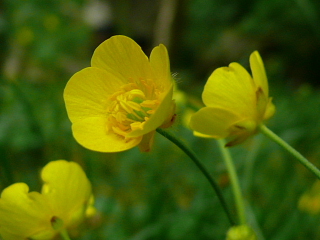 アカギキンポウゲ花