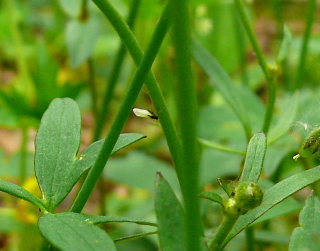 アカギキンポウゲ茎や葉柄に生える毛