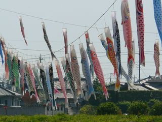 ゴールデンウイークにツツジで花見