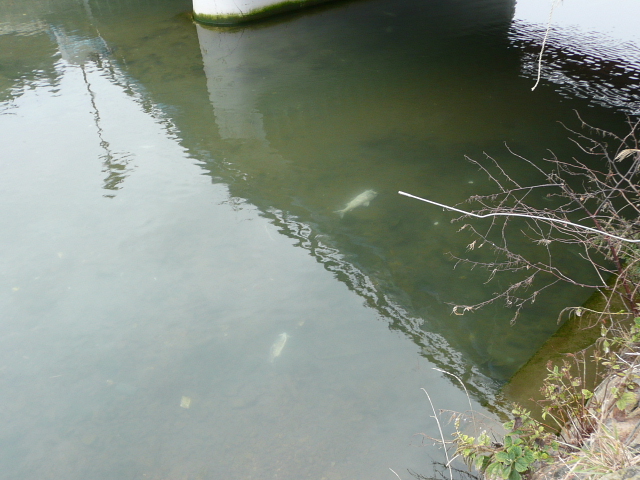 歌津川の生き物2.jpg