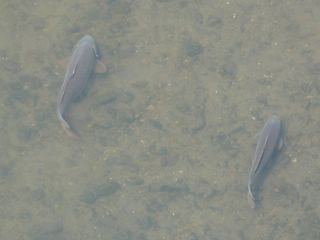 ゴールデンウイークにツツジで花見