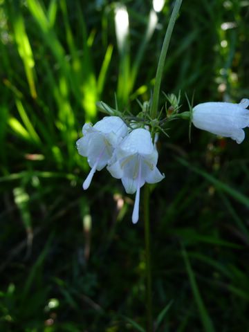 ツリガネニンジン 白花