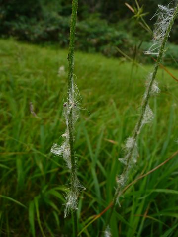 イワショウブ綿菅