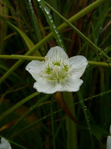 ウメバチソウ花