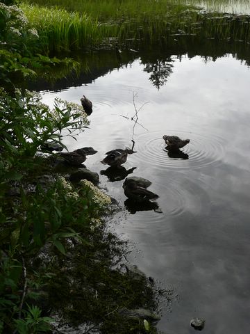 尾瀬沼の静かな朝