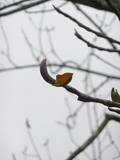 ホウの木の芽鱗3.jpg